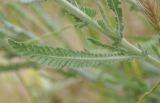 Achillea coarctata