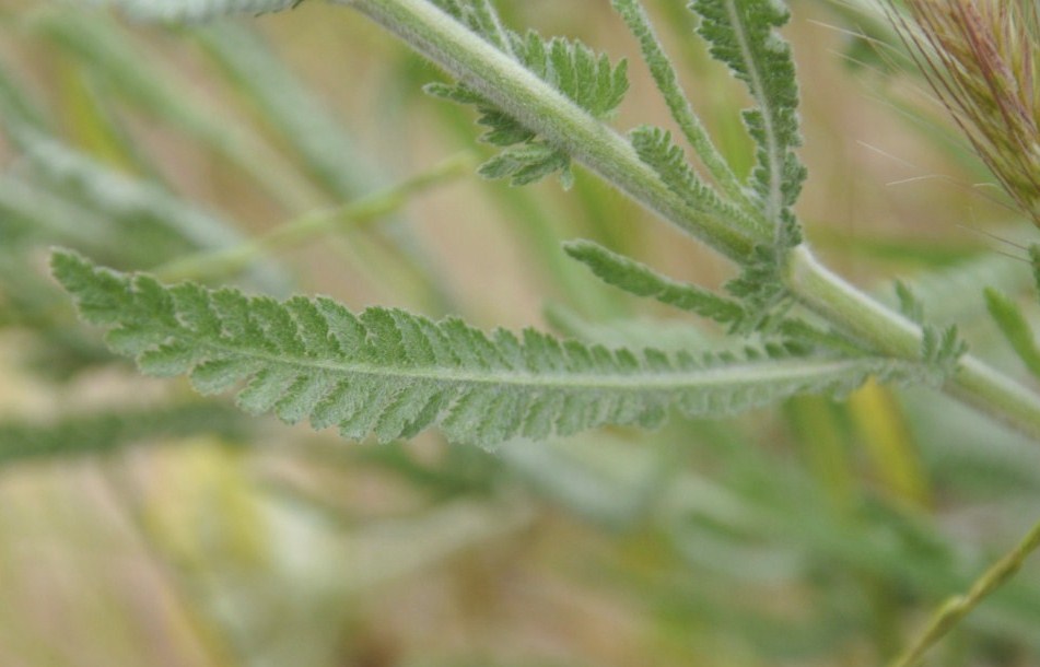 Image of Achillea coarctata specimen.