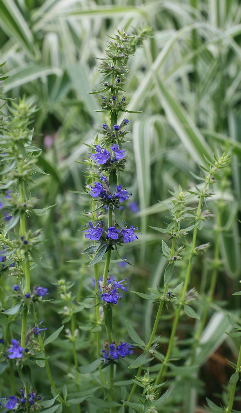 Image of Hyssopus officinalis specimen.