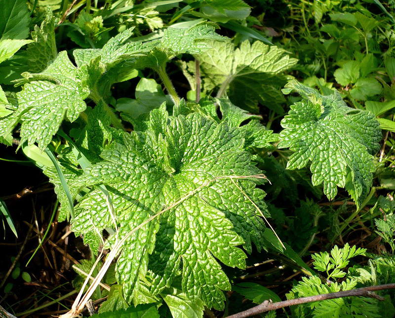 Изображение особи Leonurus quinquelobatus.