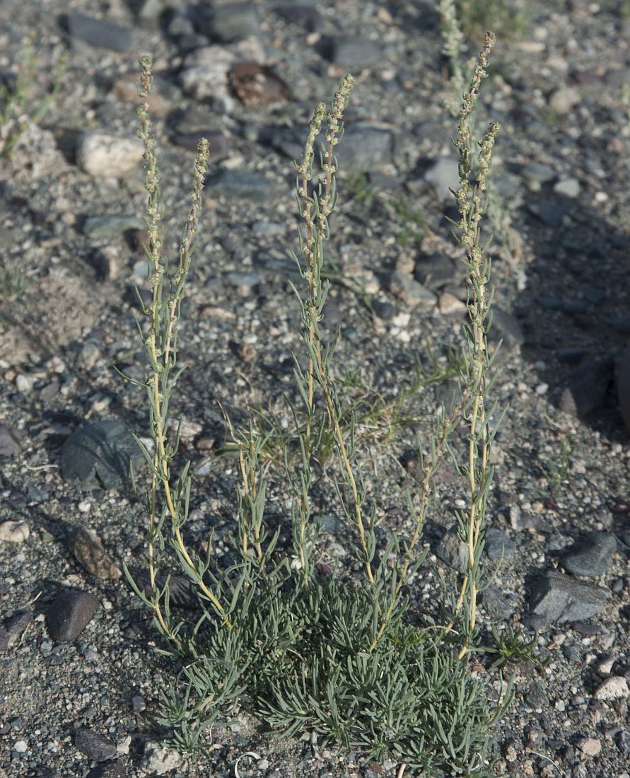 Image of Bassia prostrata specimen.