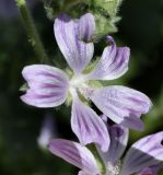 Image of taxon representative. Author is Роланд Цандекидис