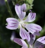 Image of taxon representative. Author is Роланд Цандекидис