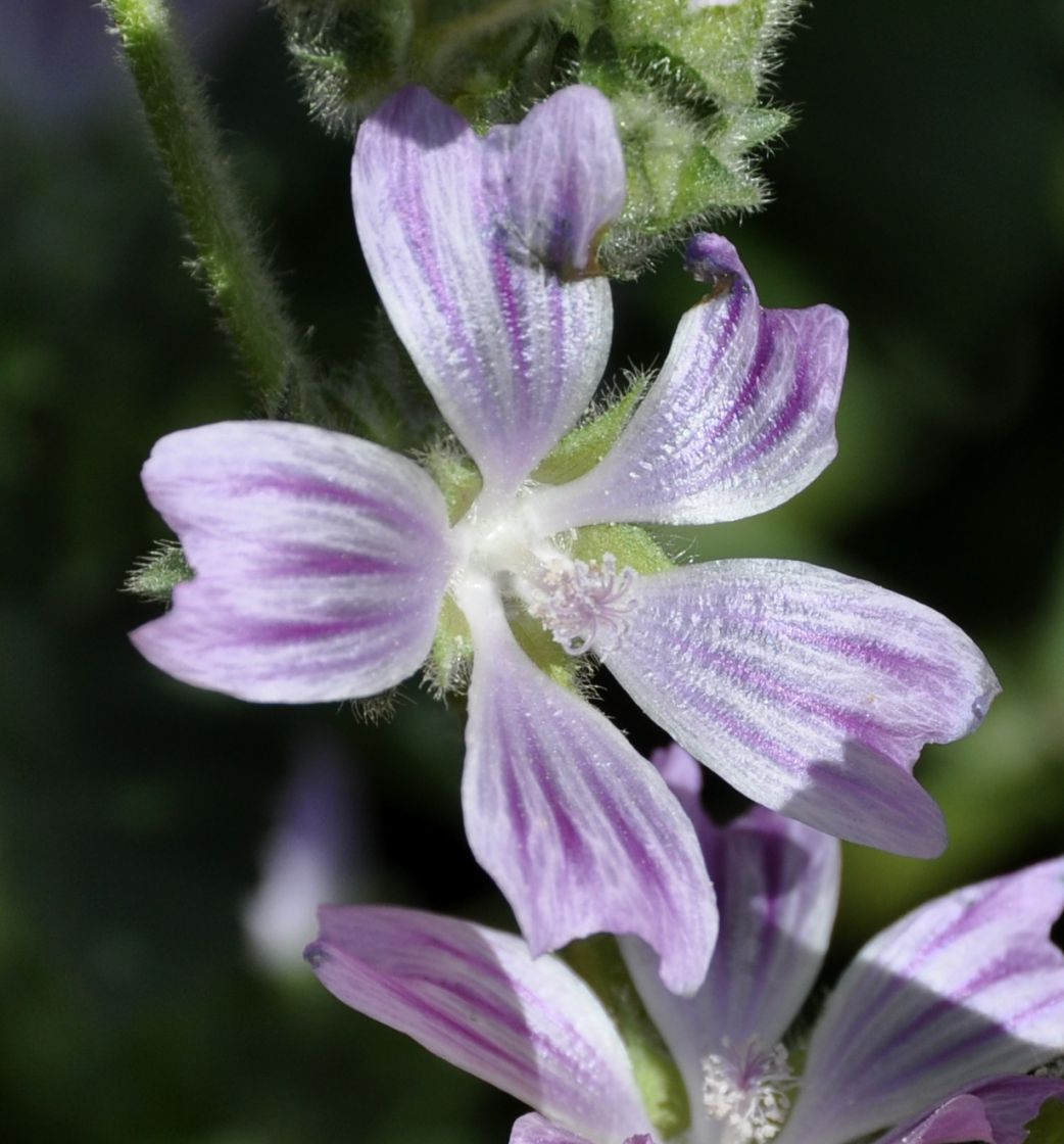 Image of genus Malva specimen.