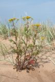 Tanacetum vulgare