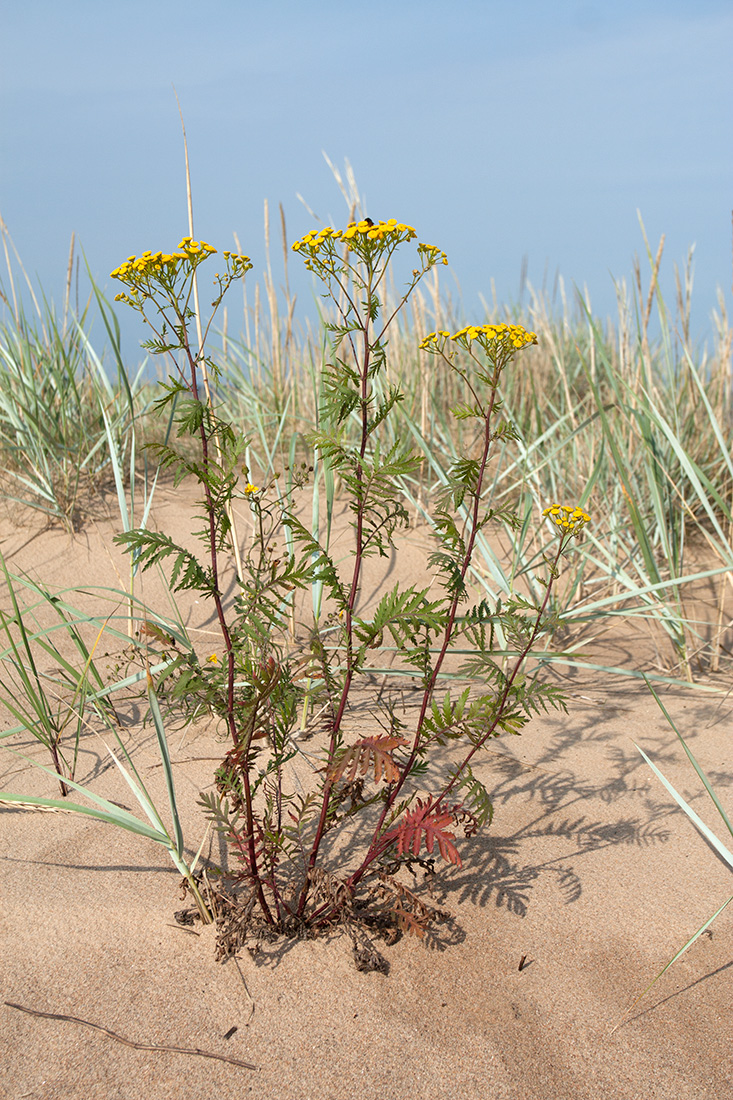 Изображение особи Tanacetum vulgare.