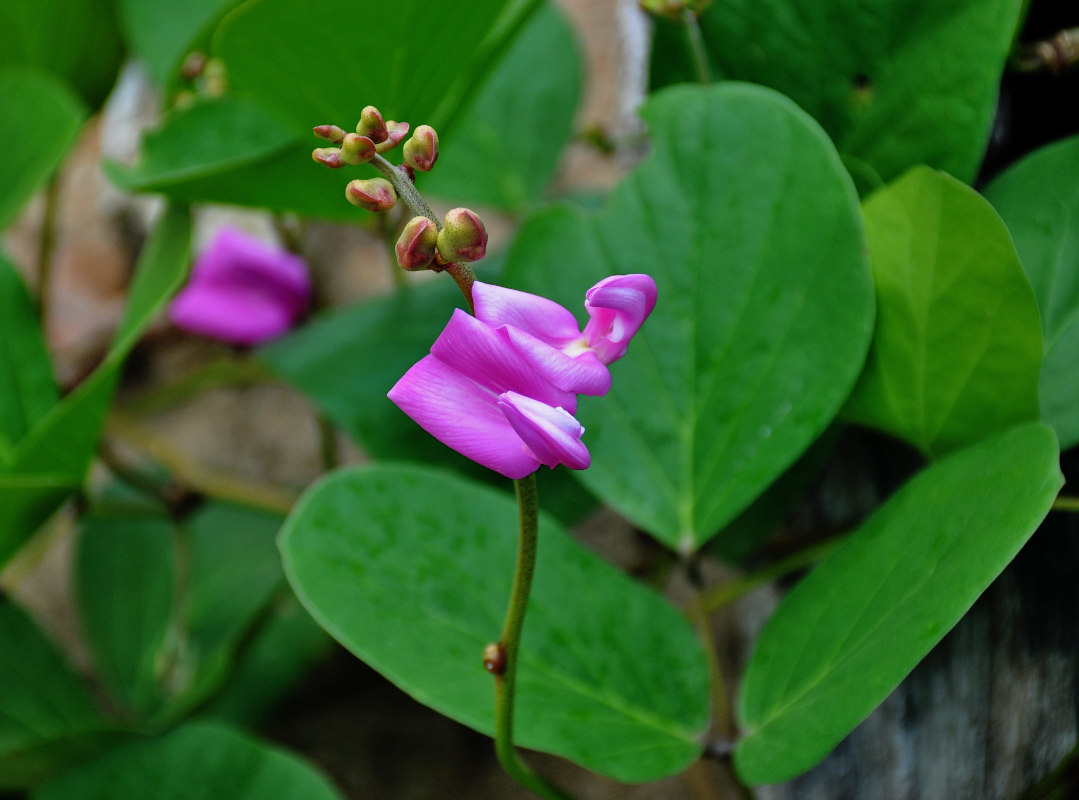 Изображение особи Canavalia maritima.