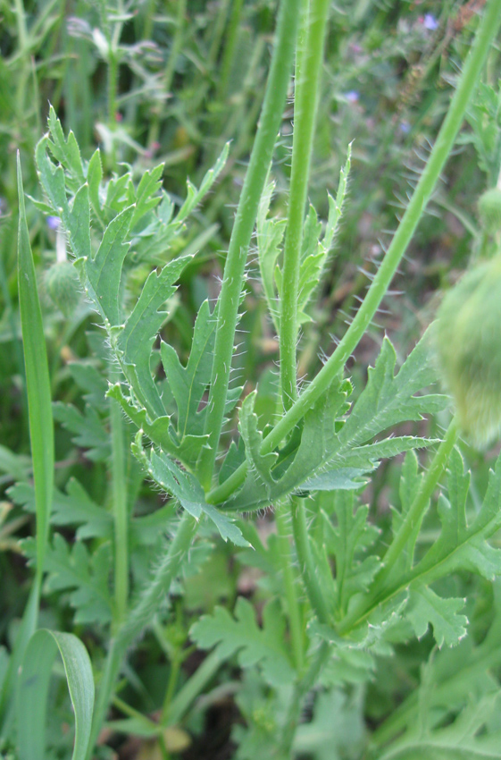 Изображение особи Papaver commutatum.