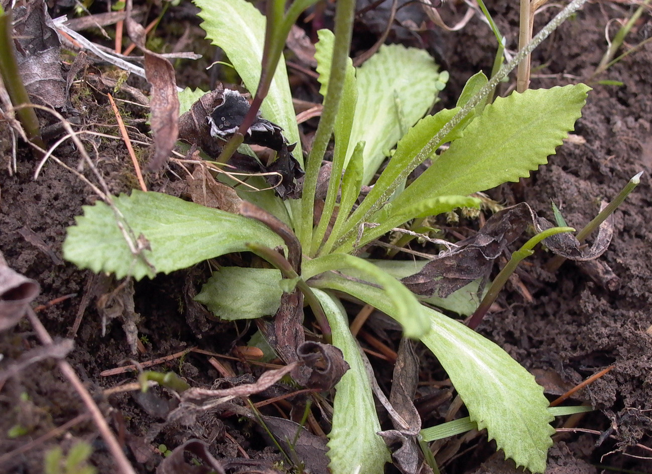 Изображение особи Primula serrata.