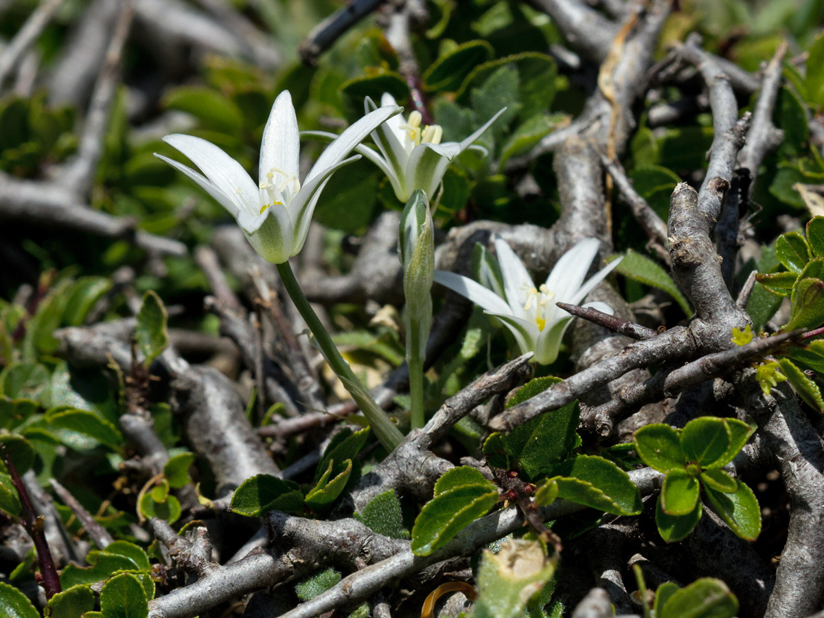 Изображение особи Ornithogalum pumilum.