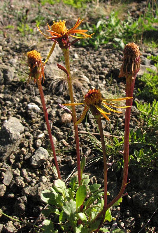 Image of Tephroseris heterophylla specimen.