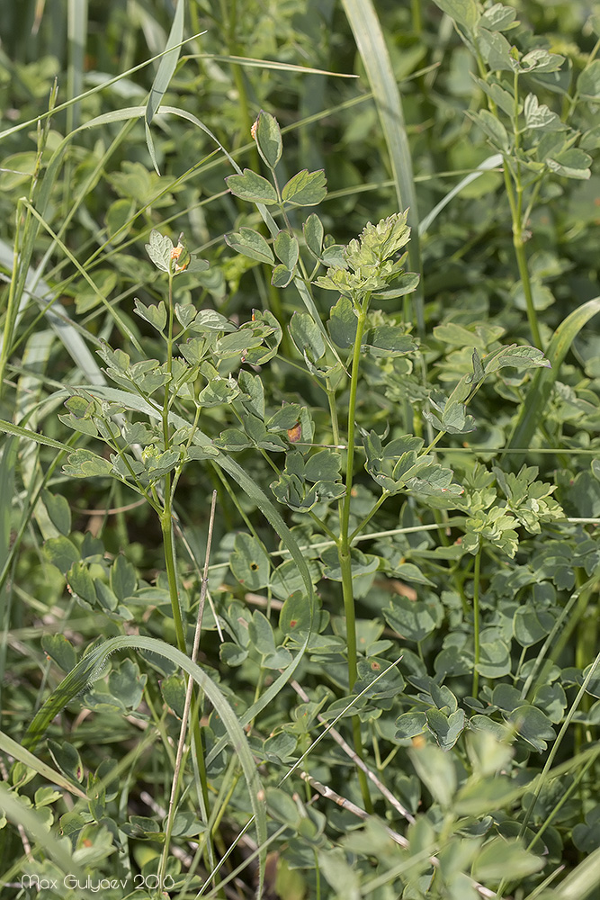 Image of Thalictrum minus specimen.