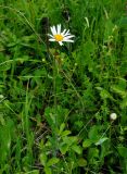 Leucanthemum ircutianum. Цветущее растение. Тульская обл., Алексинский р-н, долина р. Вашана, луг на опушке сосново-лиственного леса. 11.06.2018.