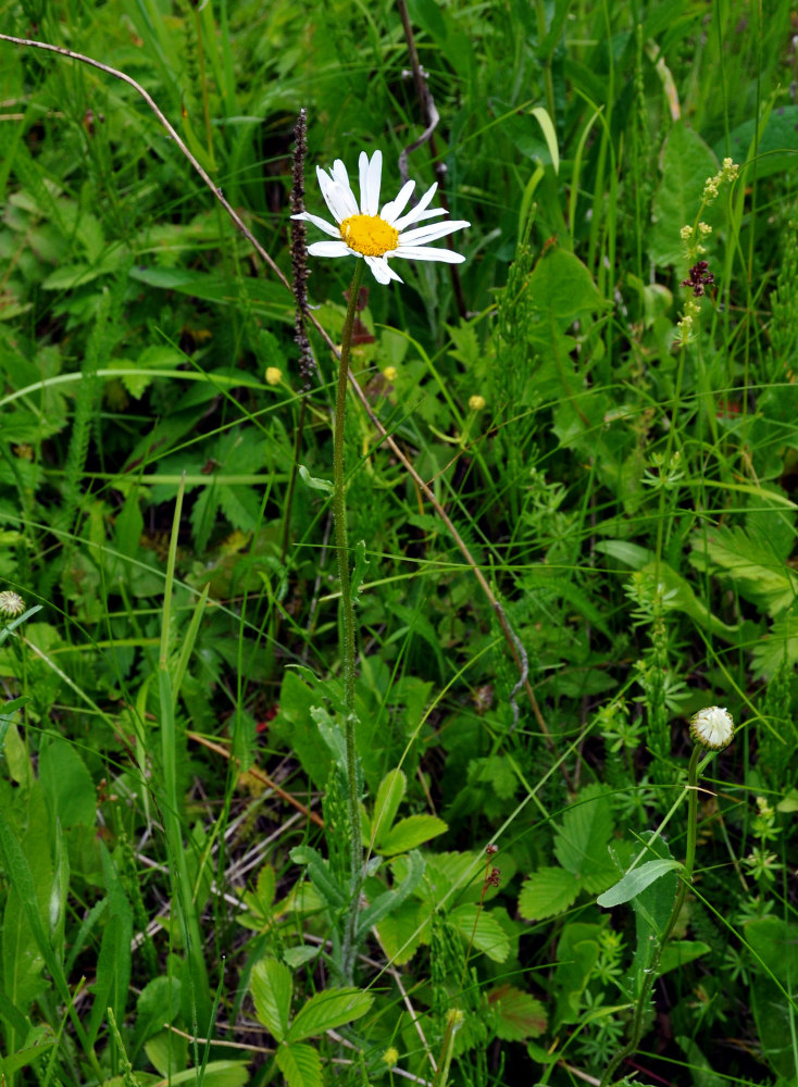 Изображение особи Leucanthemum ircutianum.