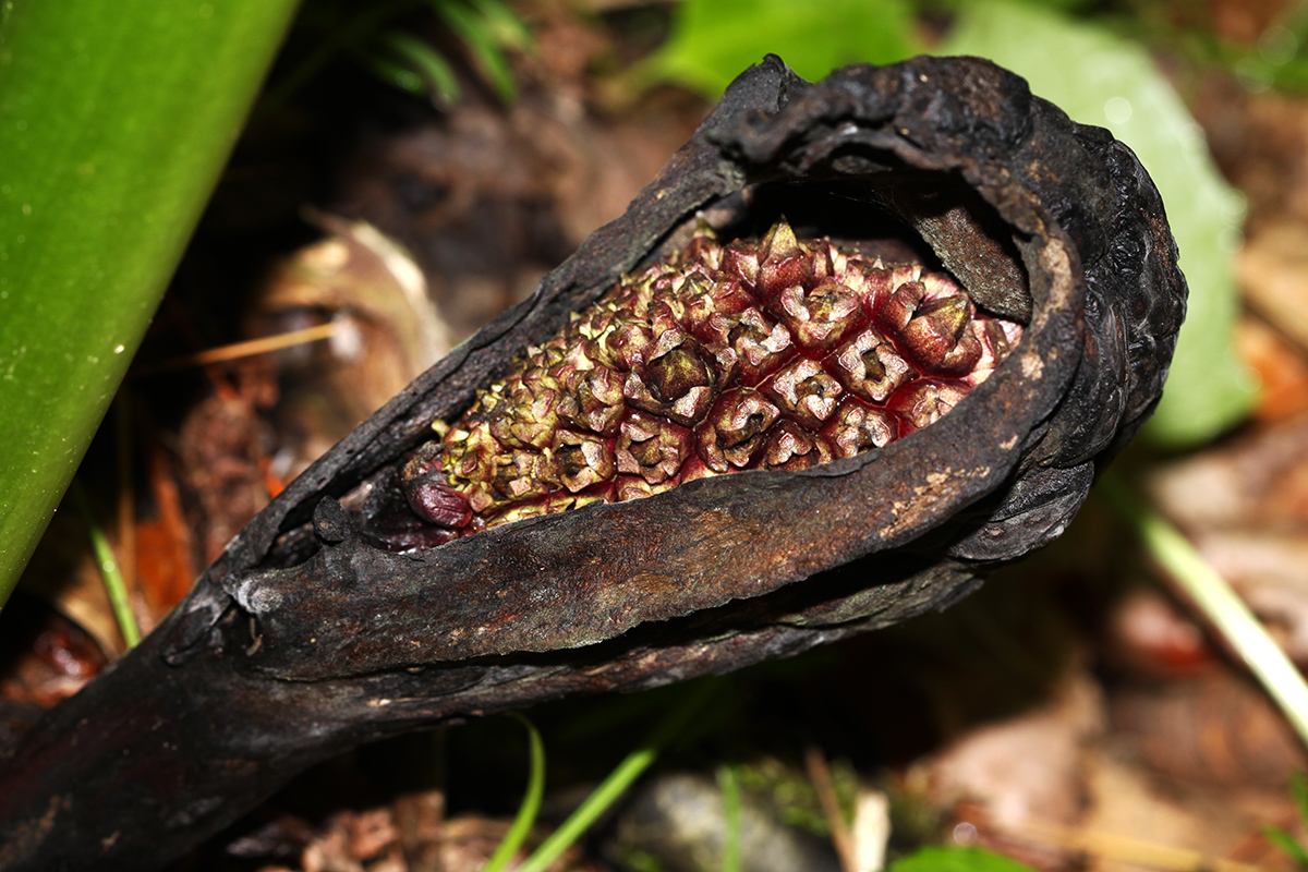 Image of Symplocarpus renifolius specimen.