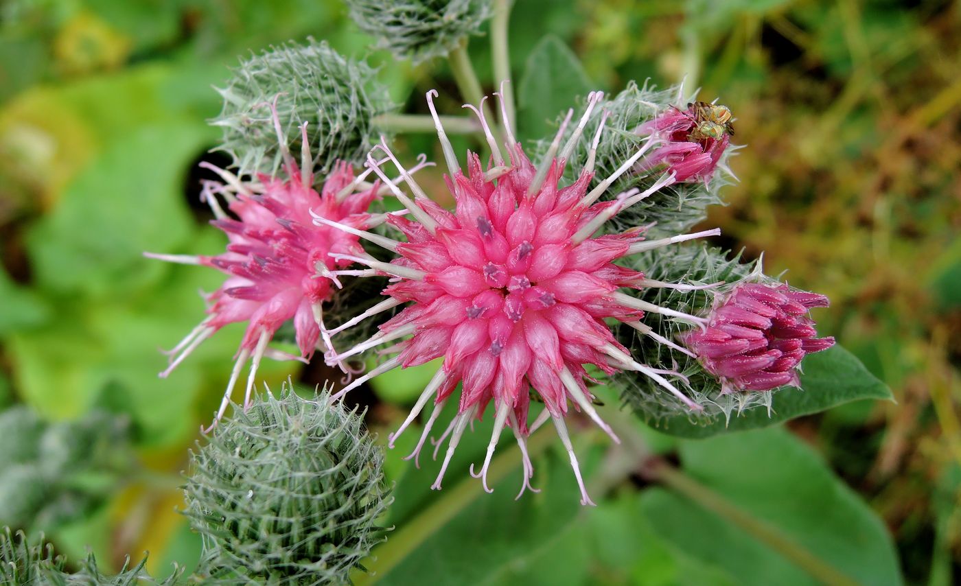 Image of Arctium tomentosum specimen.