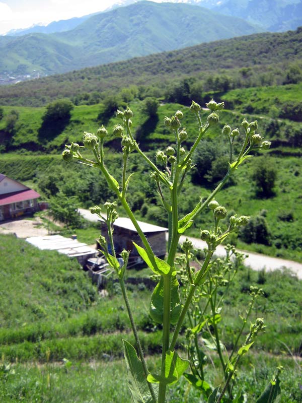 Изображение особи Inula macrophylla.