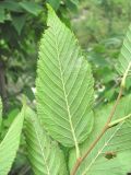 Ostrya carpinifolia. Часть побега (видна абаксиальная поверхность листьев). Кабардино-Балкария, Эльбрусский р-н, окр. с. Бедык, ок. 1000 м н.у.м., берег ручья. 08.08.2018.