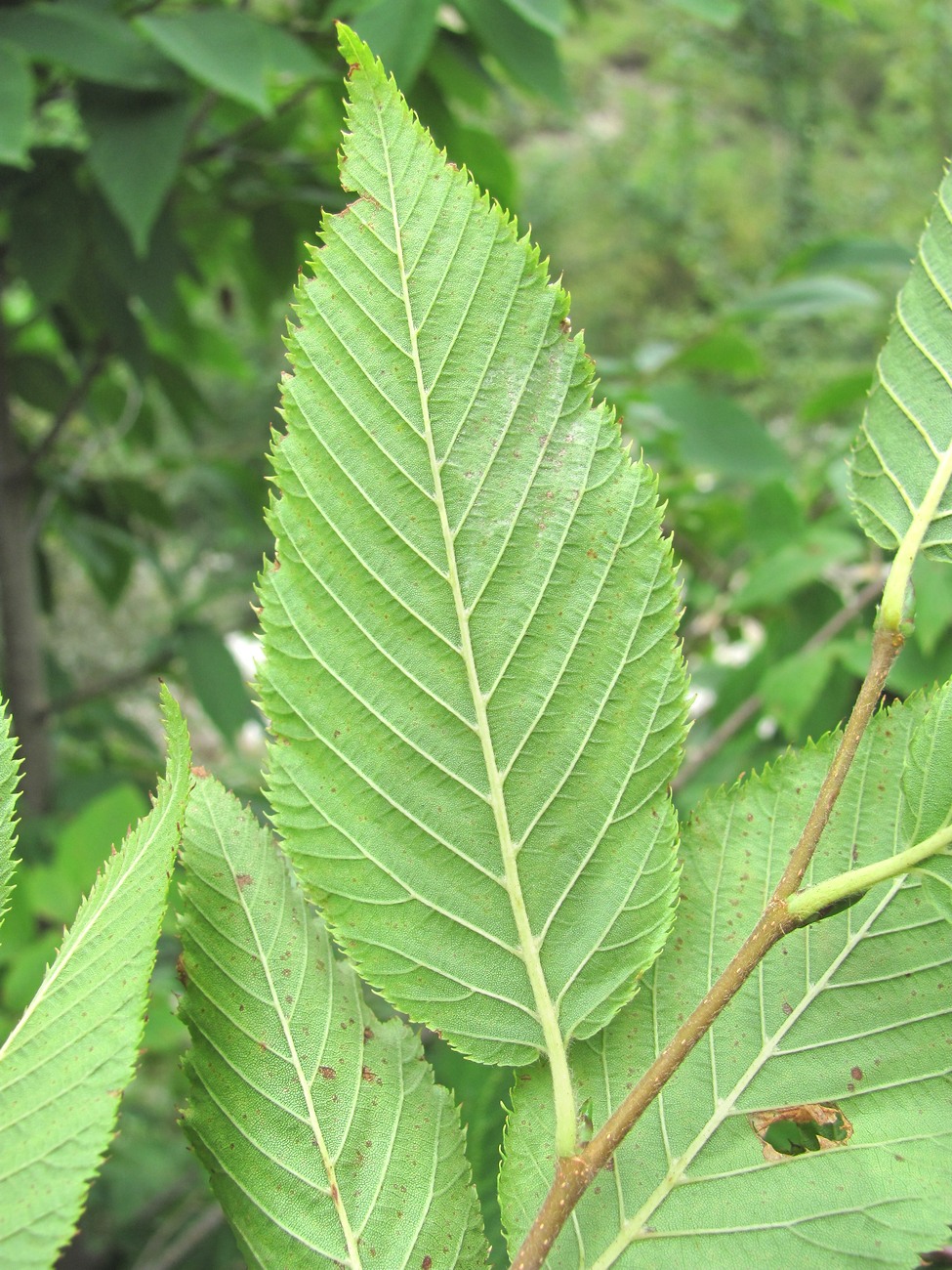 Изображение особи Ostrya carpinifolia.