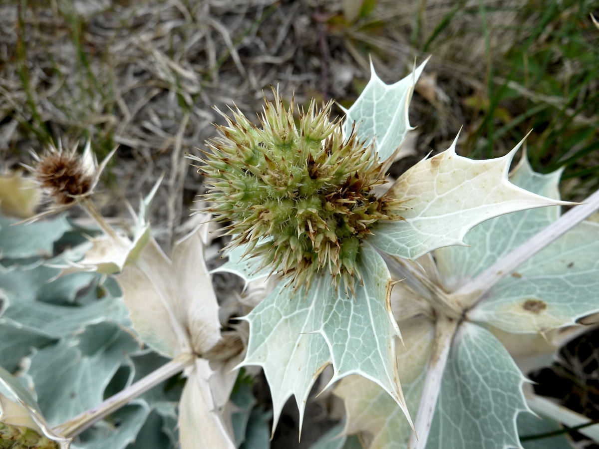 Изображение особи Eryngium maritimum.