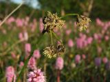 Scirpus maximowiczii