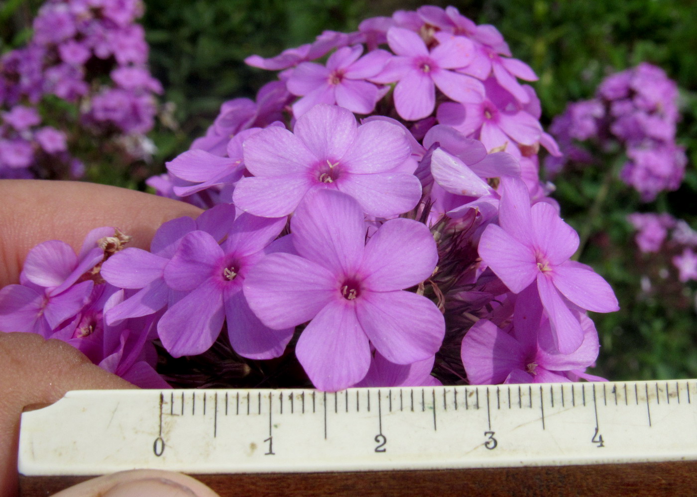 Изображение особи Phlox × arendsii.