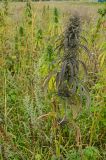 Cannabis sativa var. spontanea