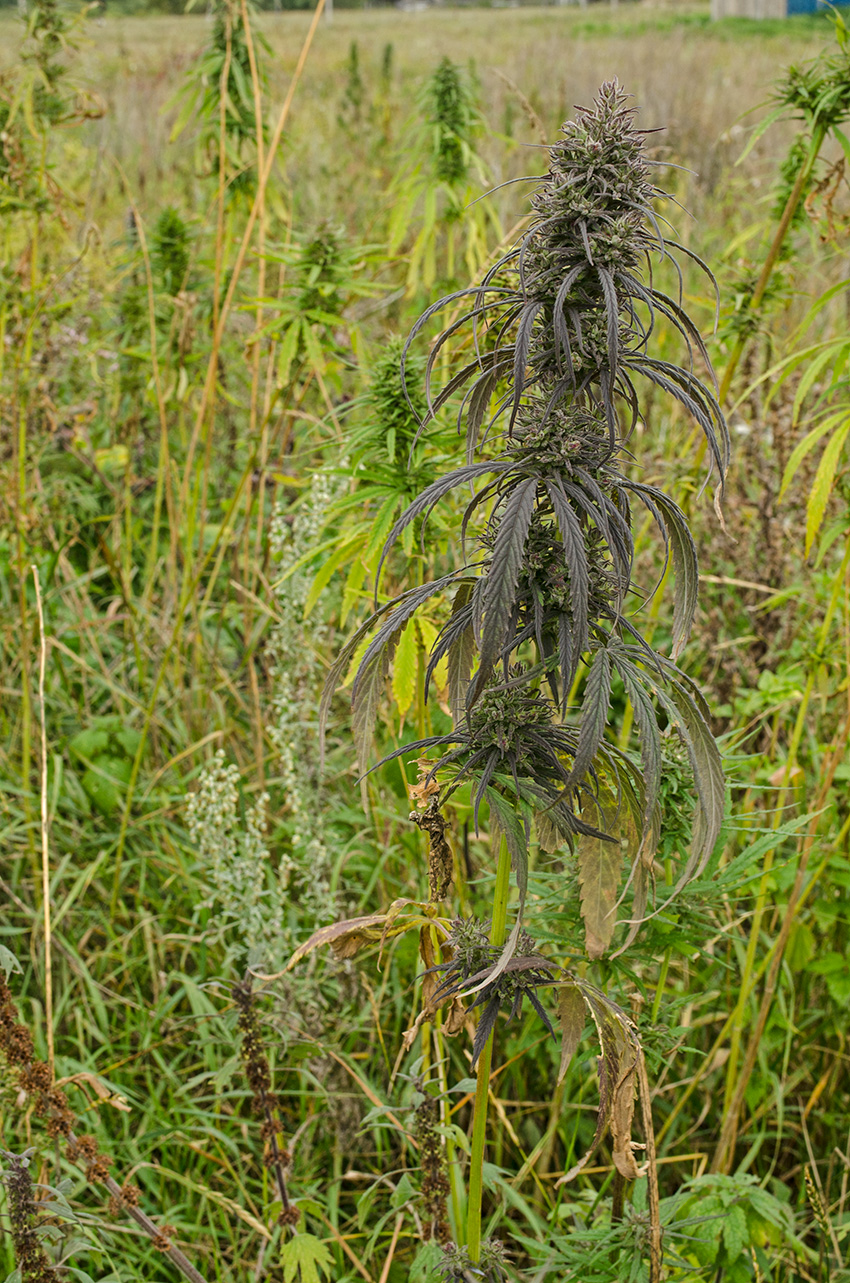 Image of Cannabis sativa var. spontanea specimen.