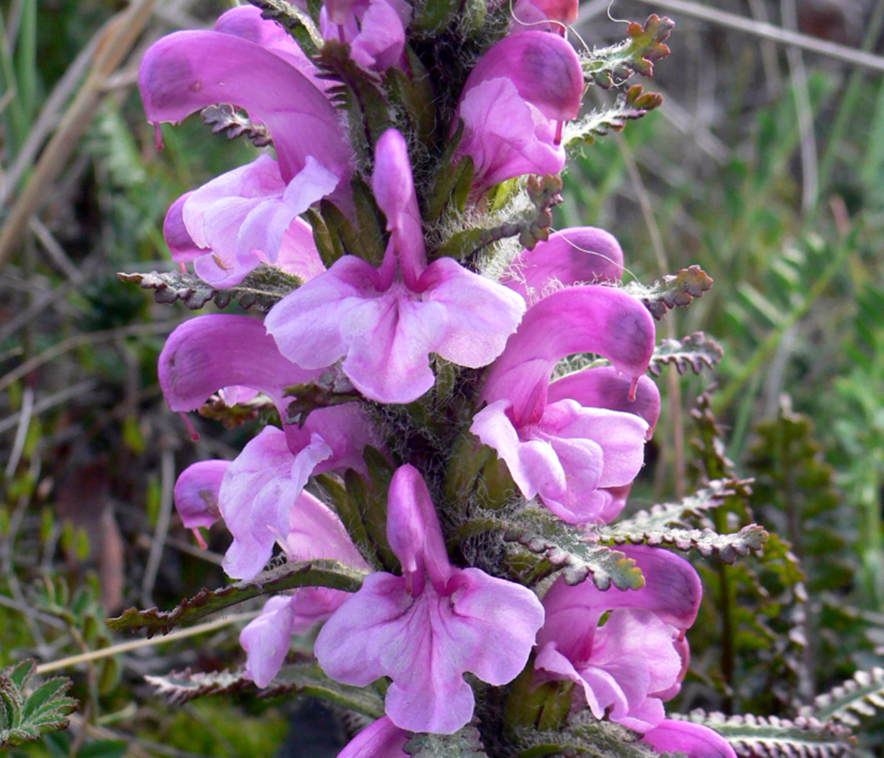 Изображение особи Pedicularis langsdorfii.