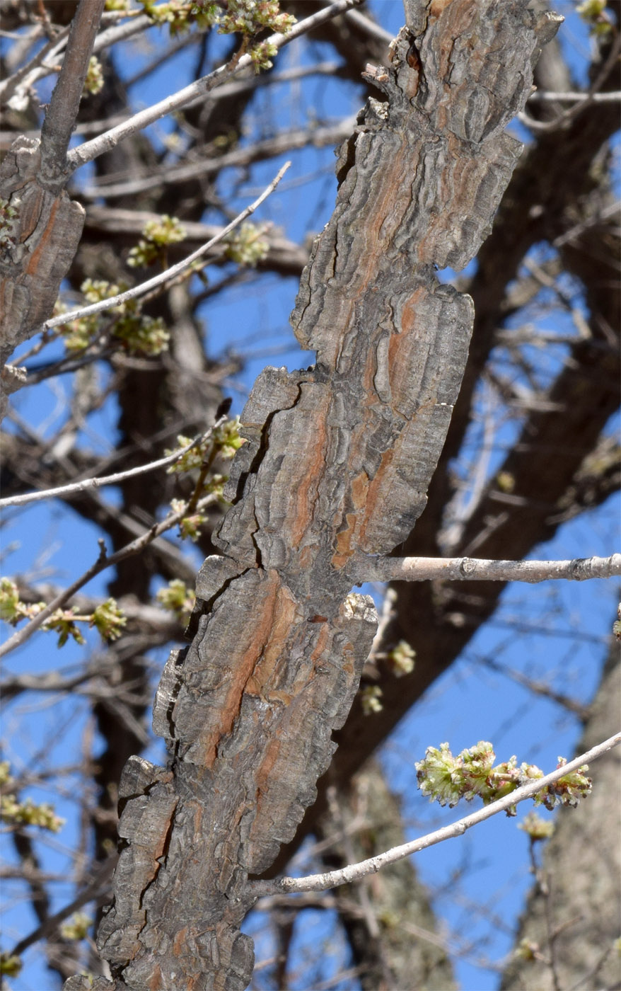 Image of Ulmus minor specimen.