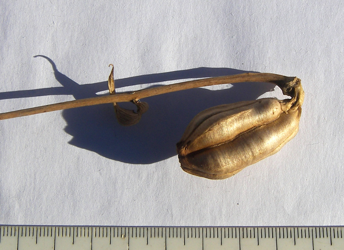 Image of Lilium henryi var. citrinum specimen.