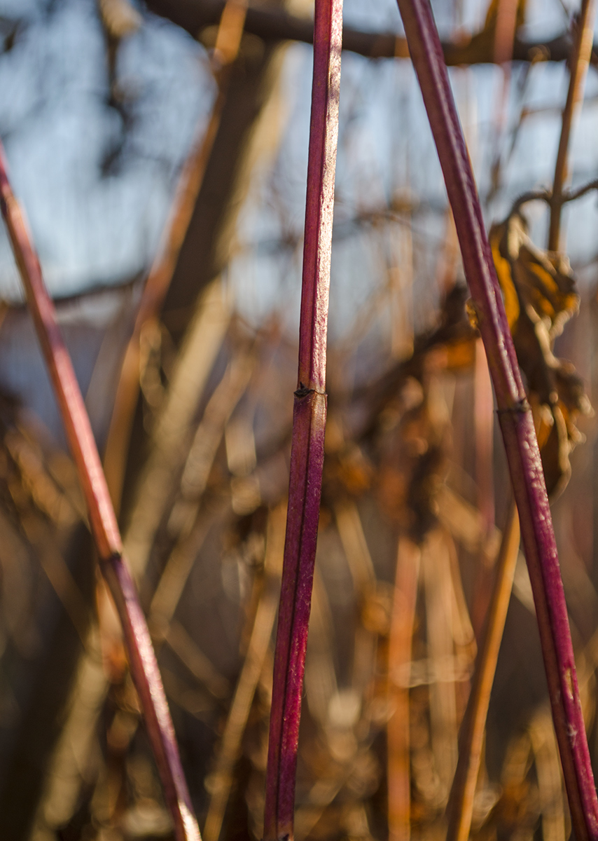 Image of Mentha spicata specimen.