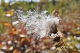 Cirsium setosum