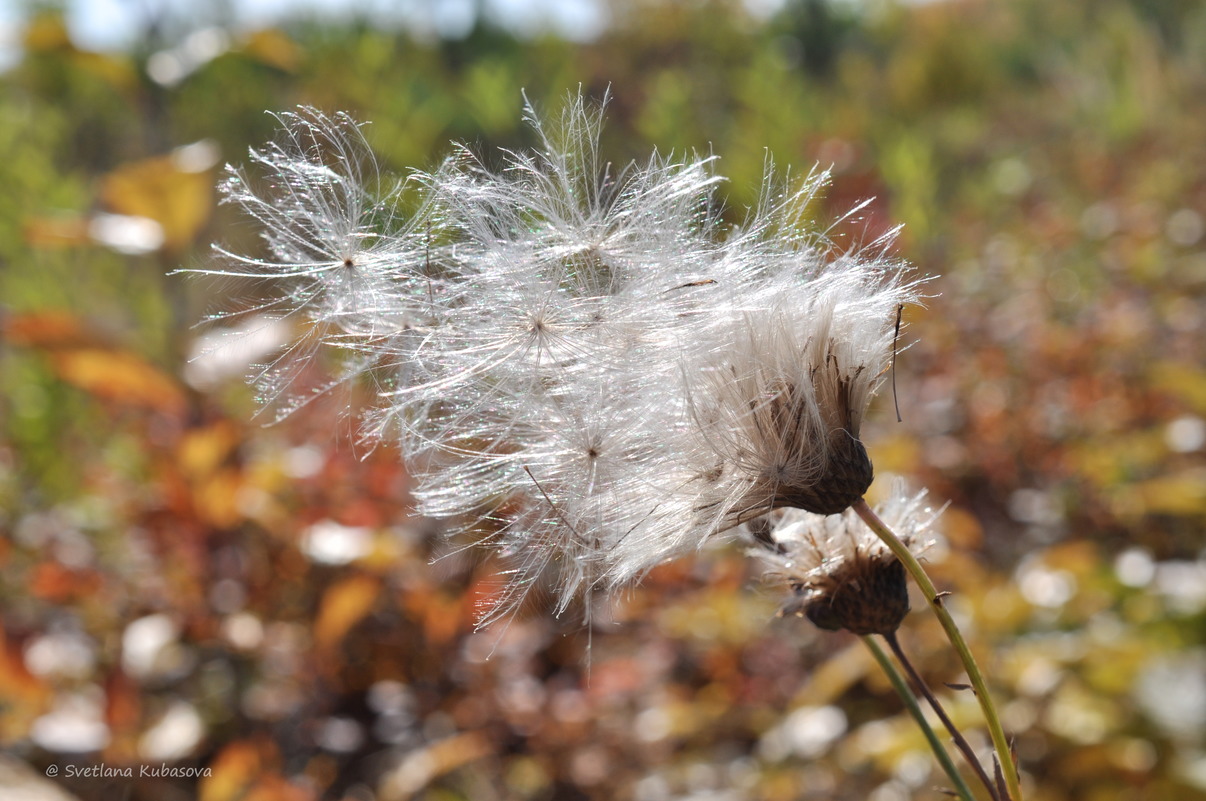 Изображение особи Cirsium setosum.