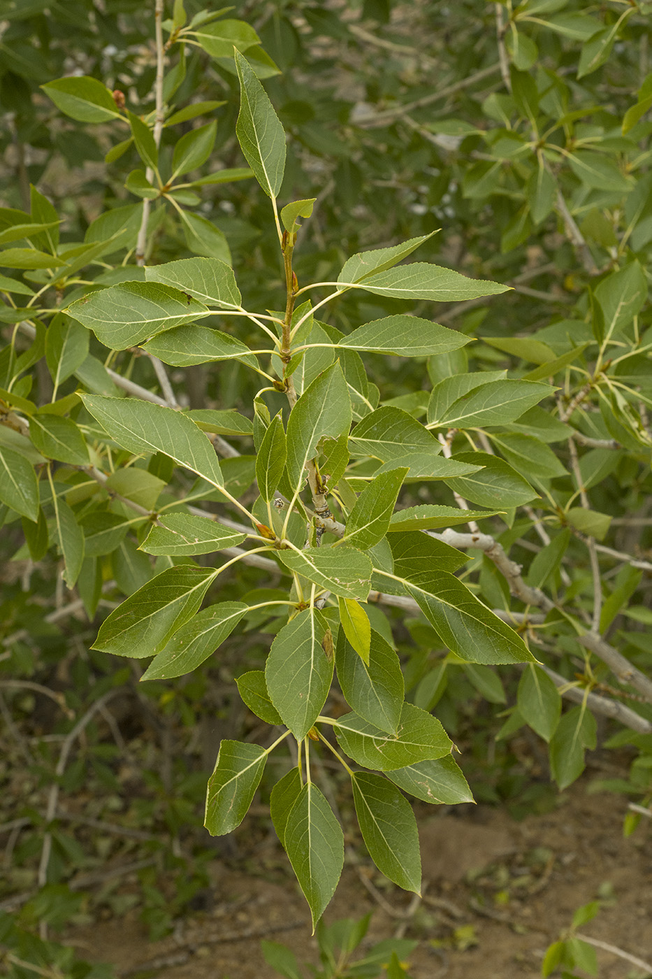 Изображение особи Populus laurifolia.