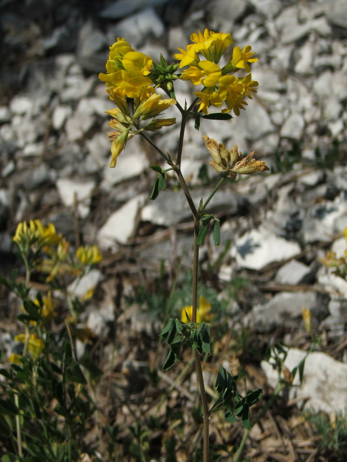 Image of Medicago saxatilis specimen.