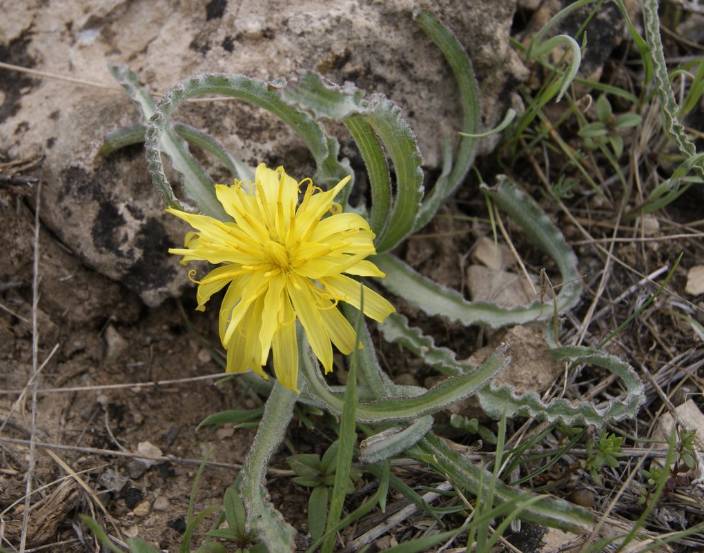 Image of Scorzonera czerepanovii specimen.