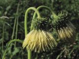 Cirsium erisithales. Соцветия-корзинки. Украина, Закарпатская обл., Раховский р-н, окр. с. Косовская Поляна, горный луг. 1 июля 2010 г.