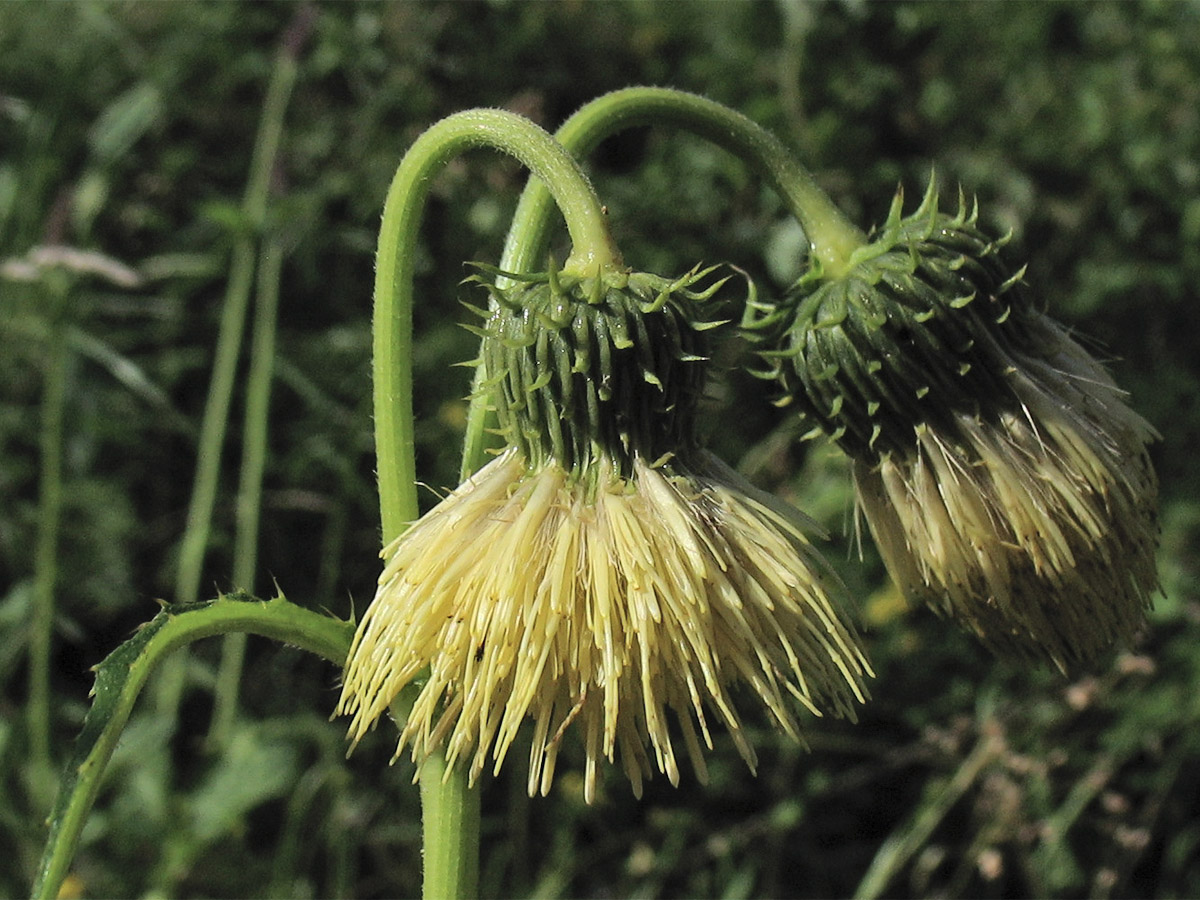 Изображение особи Cirsium erisithales.