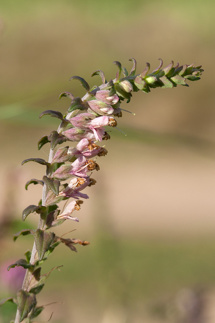 Изображение особи Odontites vulgaris.