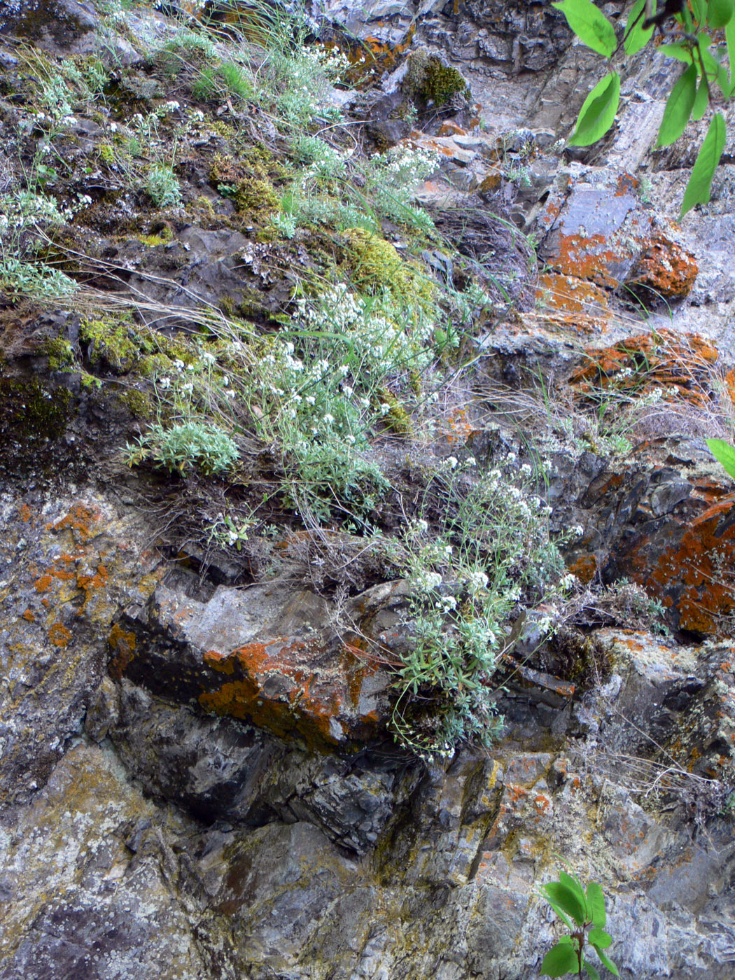 Image of Schivereckia podolica specimen.