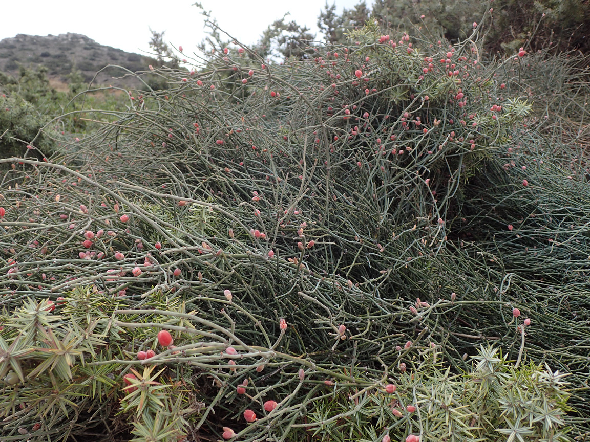 Изображение особи Ephedra foeminea.