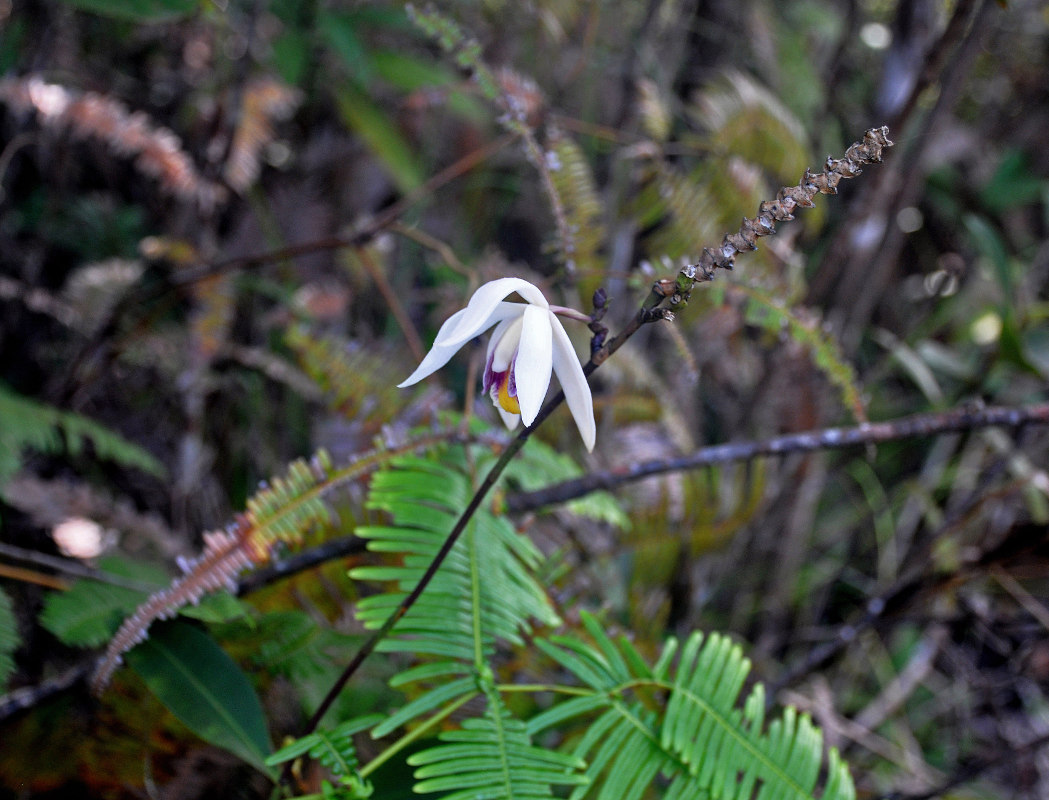 Image of Bromheadia finlaysoniana specimen.