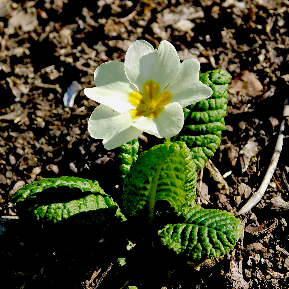 Image of Primula vulgaris specimen.