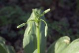 Dodecatheon form alba