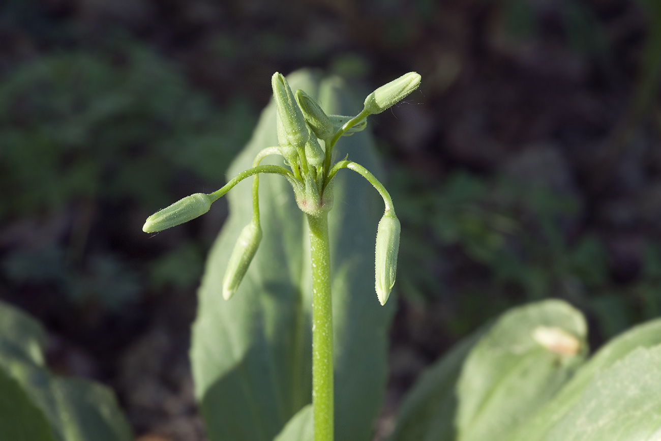 Image of Dodecatheon meadia f. alba specimen.