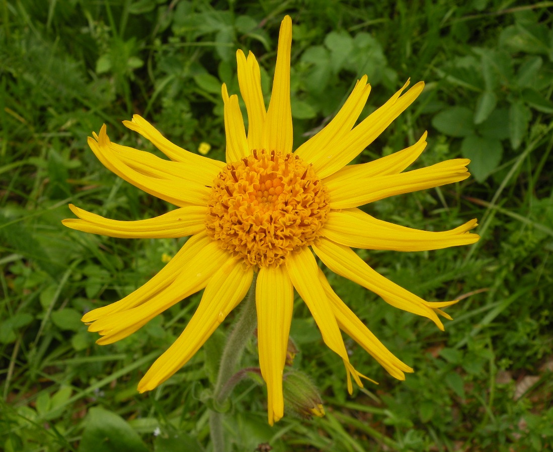 Image of Arnica montana specimen.