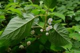 Actinidia kolomikta