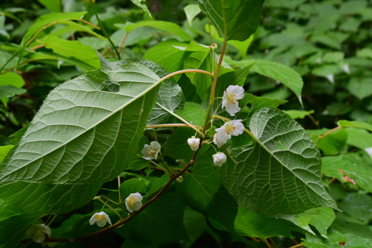 Изображение особи Actinidia kolomikta.