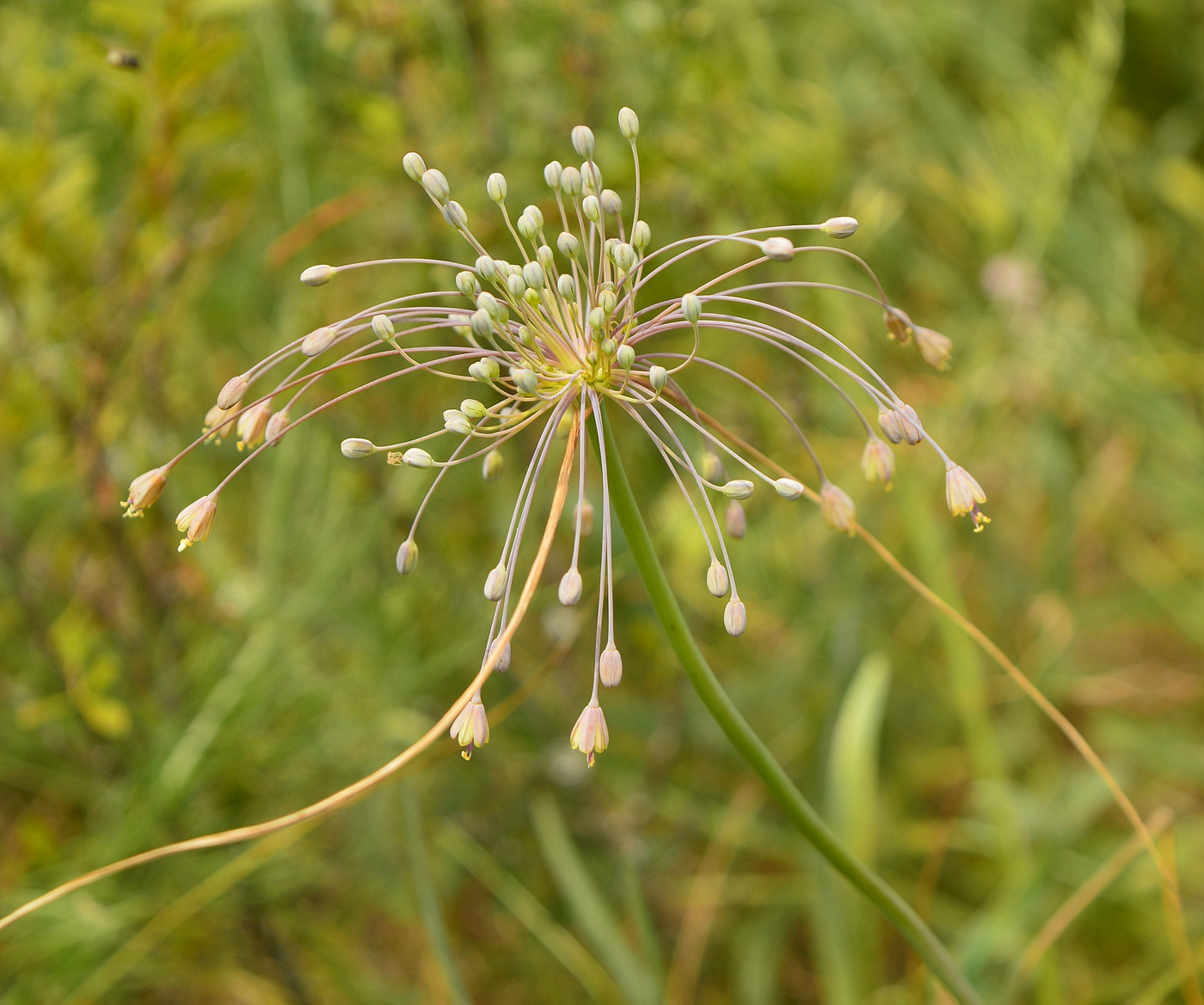 Image of Allium paczoskianum specimen.